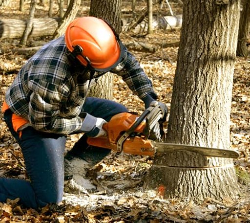 Tree Removal in Parsonsburg, MD